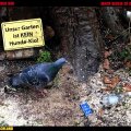 180112-amsel-003-1