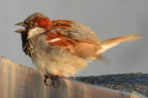 Mein Jesus ist mein Leben, er hält, was er verspricht: Er sieht den kleinen Sperling, und ich weiß, er sieht auch mich.